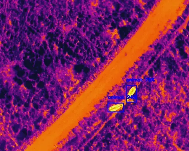 Thermal drone imagery in purple and orange, with two animals outlined and labelled by the detection model